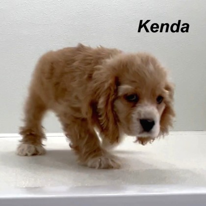 puppy, for, sale, Cocker Spaniel, Joe & Cherri  Overlease, dog, breeder, Miller, MO, dog-breeder, puppy-for-sale, forsale, nearby, find, puppyfind, locator, puppylocator, aca